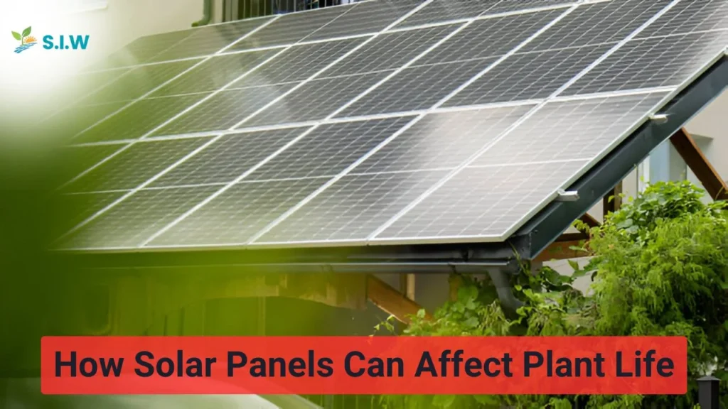 Solar Panels Can Affect Plant