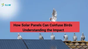 Solar Panels Can Confuse Birds